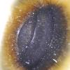 Osmia bicornis